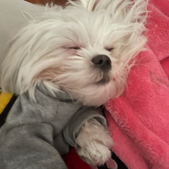 Meet your Posher, Haoran - Picture 1 of 1